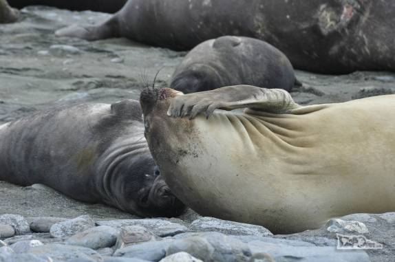 Fêmeas de elefante-marinho descansam em praia de Salisbury Plain, na Geórgia do Sul
